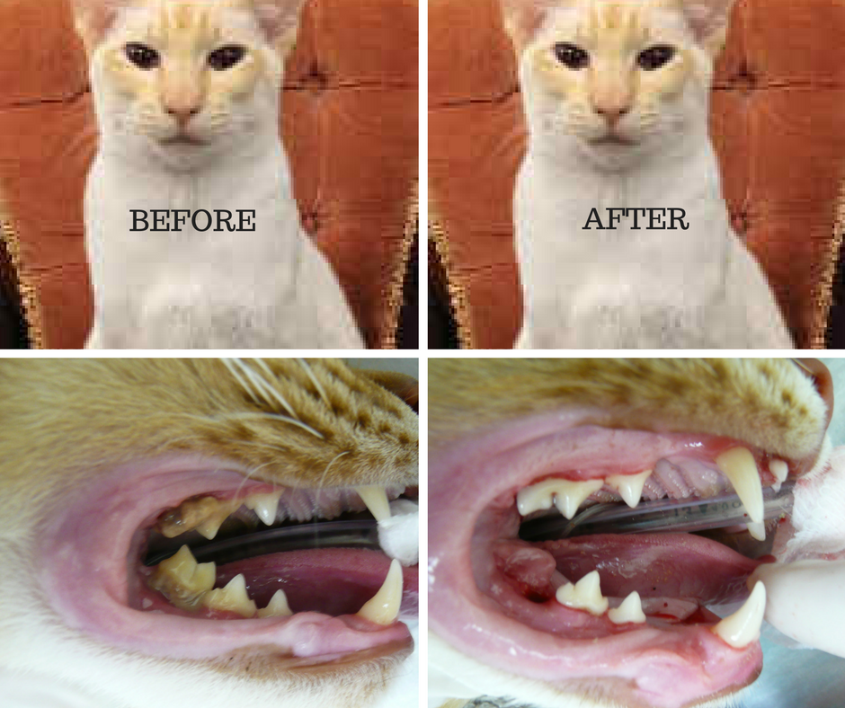 Pet Dental Disease Toothache? What toothache?