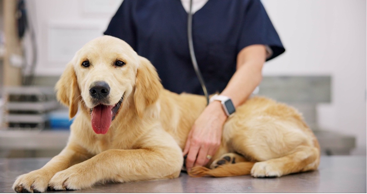 Dog with anxiety for going to the vet staring out of window