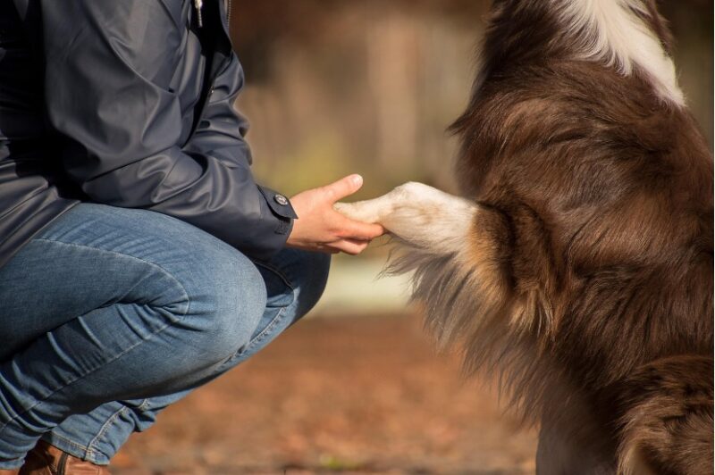 Dog and owner shaking hands and celebrating World Animal Day.