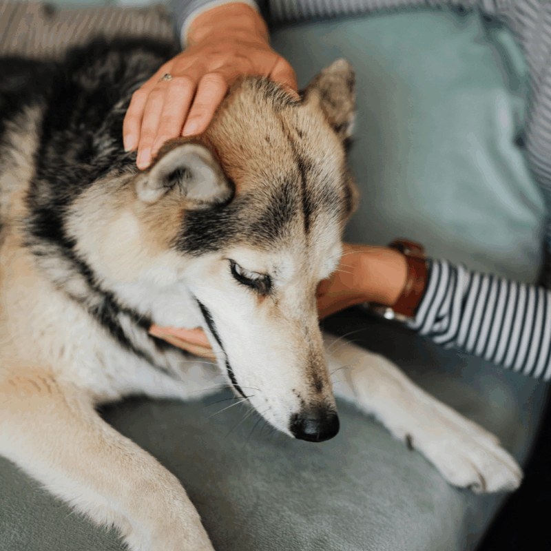 Owner comforting their pet during a veterinary emergency.