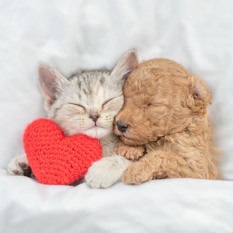 Dog and cat snuggled up sleeping with red crochet heart