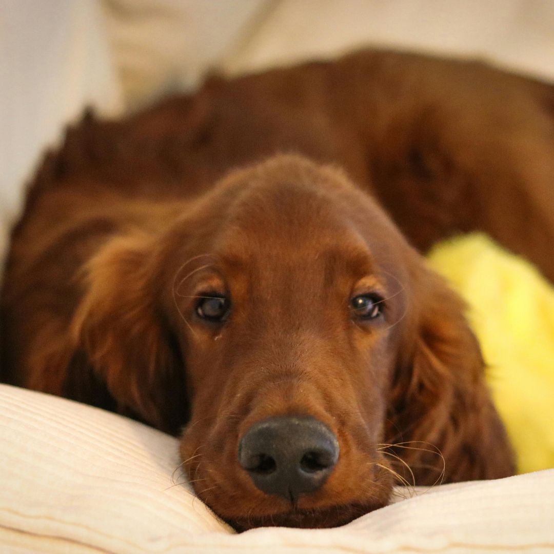 Calm dog snuggled up at home on the couch
