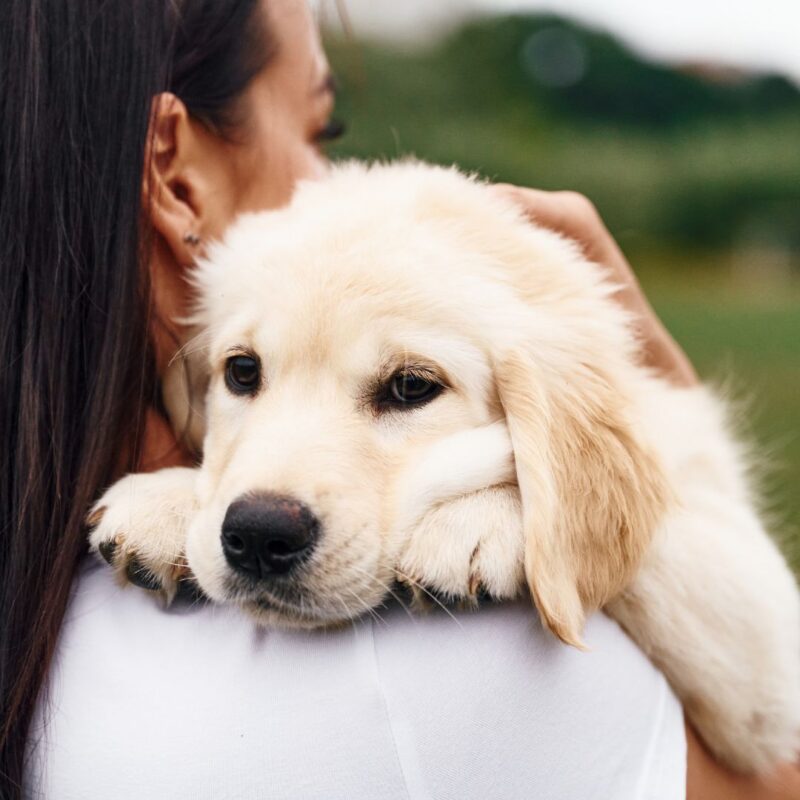 Happy healthy dog resting comfortably on owners’ shoulder