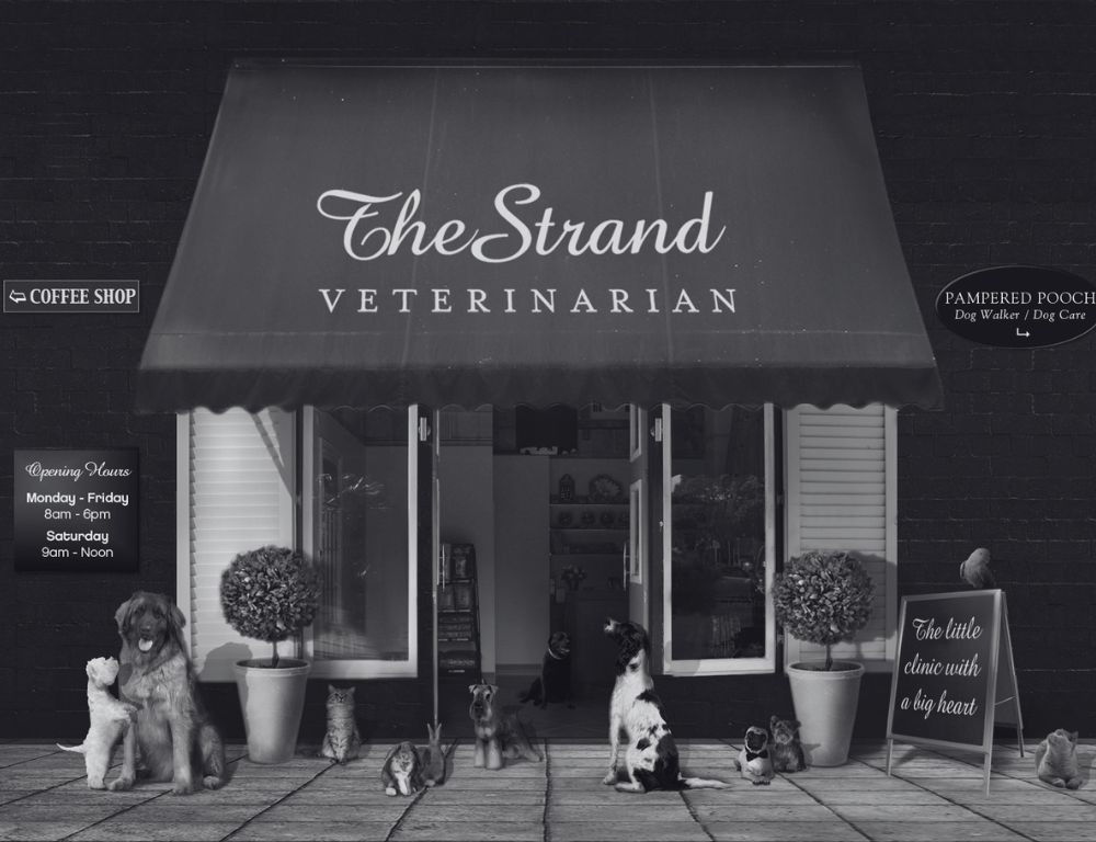 The Strand Vet Founders Journey (8)